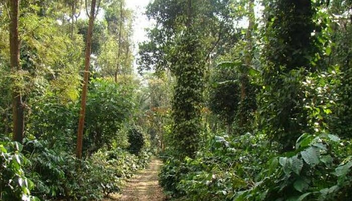 Coffee Plantation